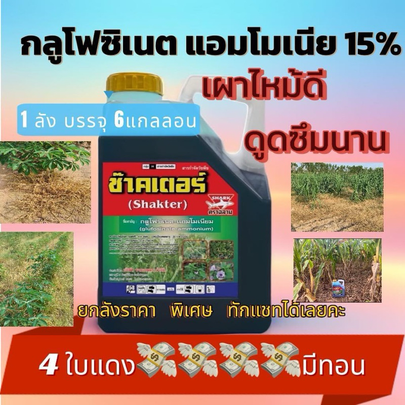 ช๊าคเตอร์ เผาไหม้ดีดูดซึมนาน