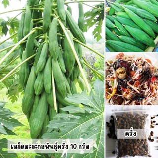 เมล็ดพันธุ์มะละกอครั่ง ขนาด 10 กรัม มี 400-500 เมล็ด