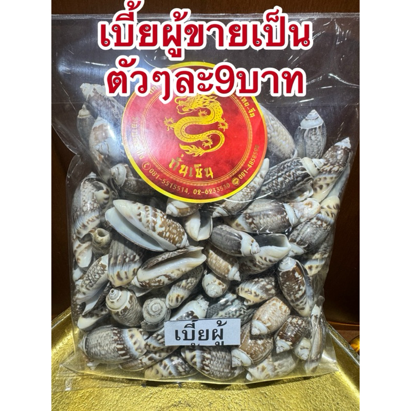 เบี้ยผู้ เบี้ยภู่ หอยเบี้ย ขายเป็นตัวๆละ10บาท สินค้าพร้อมส่ง