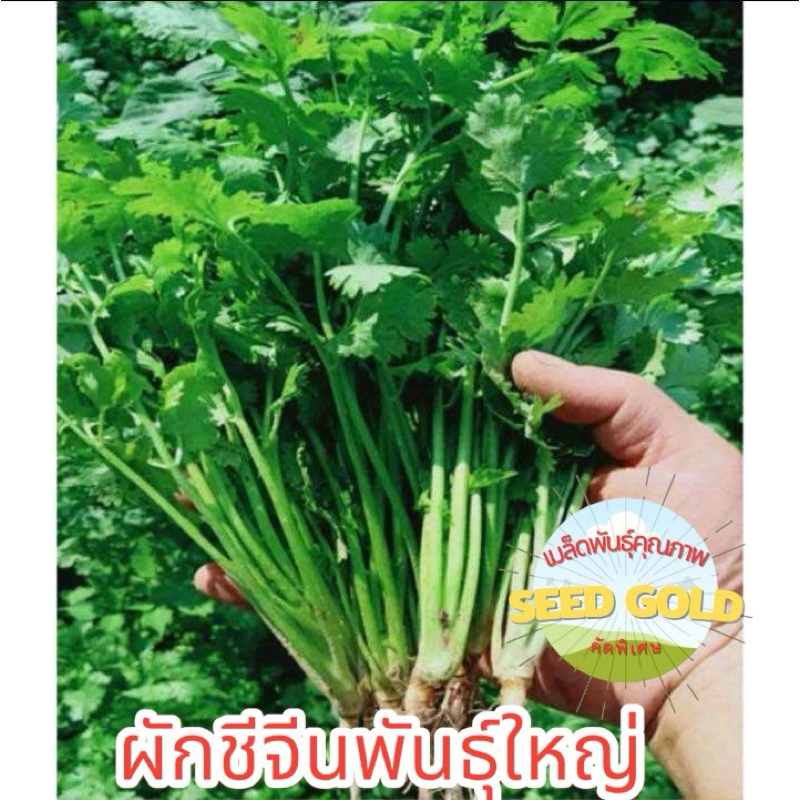 เมล็ดพันธุ์ ผักชีจีน ผักชีจีนกอใหญ่คัดพิเศษ10กรัม20กรัมอัตราการงอกสูงให้ผลผลิตดี