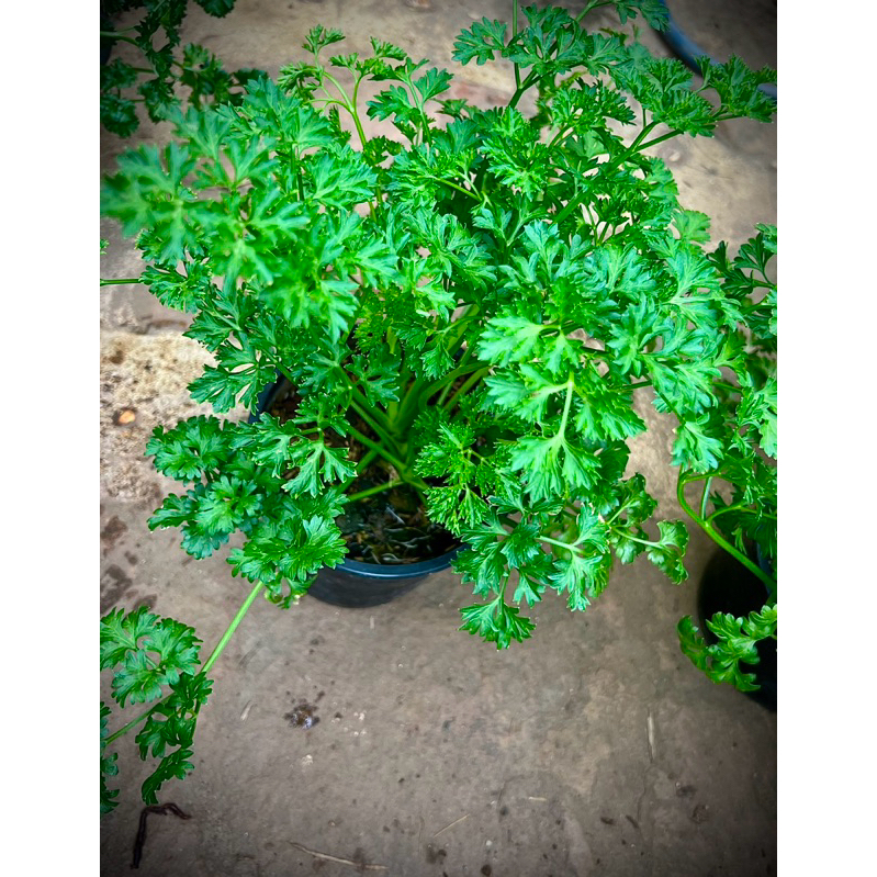 Parsley พาสเลย์ใบหยิก Curled Parsley สมุนไพรฝรั่ง ผักสวนครัวประจำบ้าน