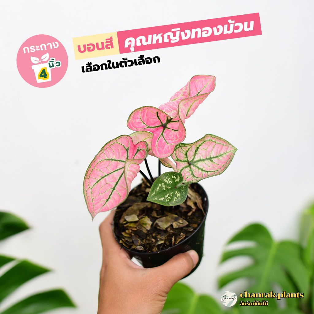 บอนสี คุณหญิงทองม้วน ขนาดกระถาง 4 นิ้ว เลือกต้นในตัวเลือก