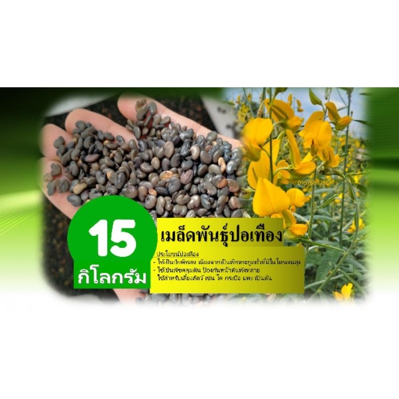 เมล็ดพันธุ์ปอเทือง 15 กิโลกรัมปี2569 งอกดี