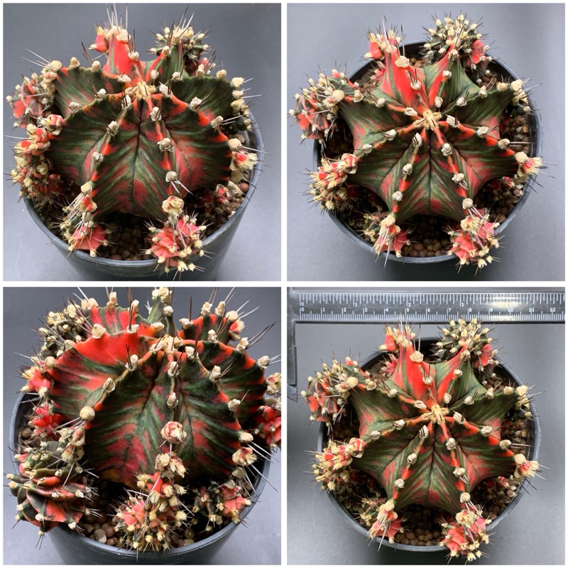 กระบองเพชร ยิมโนด่าง ไซด์พี่ยักษ์ใหญ่🌵 แคคตัสในกระถาง 5 นิ้ว ❌มีจำนวนจำกัด ราคานี้ หมดแล้วหมดเลย❌ - รูปที่ 3