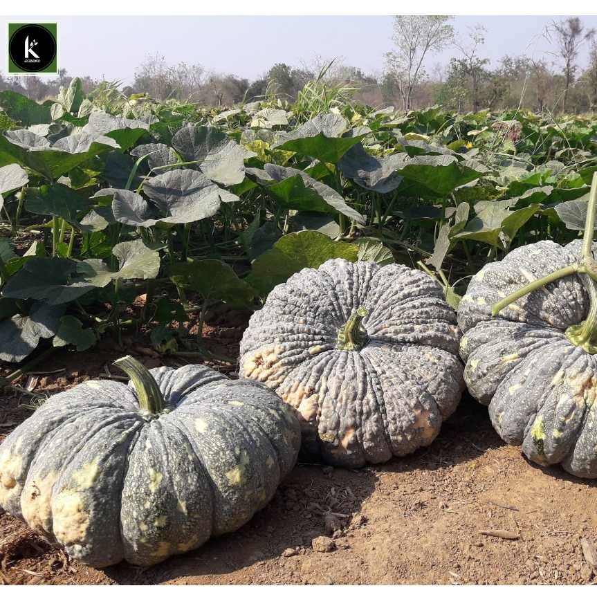 เมล็ดพันธุ์ คางคก ฟักทอง ประกายเงินฟักทอง ทองอำพัน 426 ”ฟักทอง ทองคำ 443  บรรจุ 50 เม็ลด