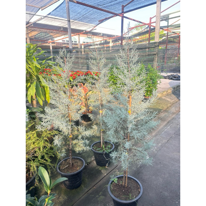 ต้นสน #สนบลูไอซ์ (Blueice Cypress) ต้นไซเปรส ต้นไซเปรสสีน้ำเงิน ไม้นำเข้า  #สนบลูไอซ์ #สนนำเข้า