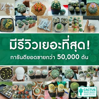กระบองเพชร แคคตัส ต้นใหญ่ กระถางสีขาว 3 นิ้ว [จัดส่งทั้งกระถาง]