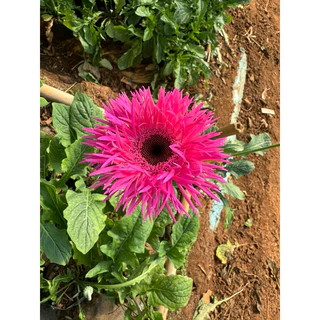 🌷ดอกเยอบีร่า🌷🌼มีหลากหลายสี