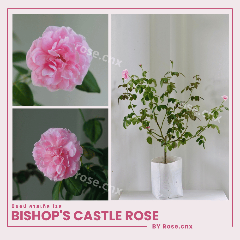 กุหลาบเก่าแก่ของอังกฤษ บิชอป คาสเซิล Bishop's castle rose
 (อังกฤษ)