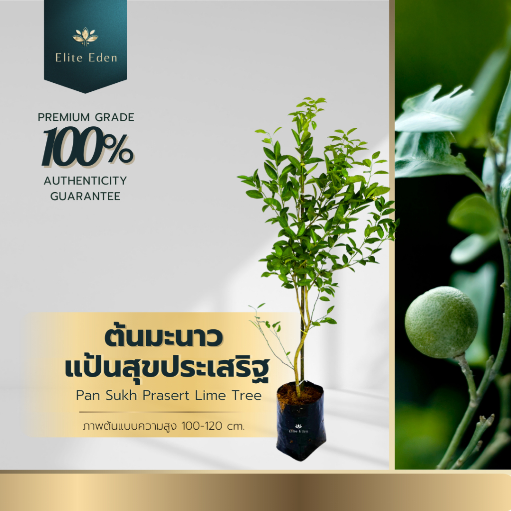 ต้นมะนาวแป้นสุขประเสริฐ สูง 60-140 cm. (ต้นเล็ก) มะนาวพันธุ์เบาติดผลง่าย  เปลือกผลบางให้น้ำเยอะ