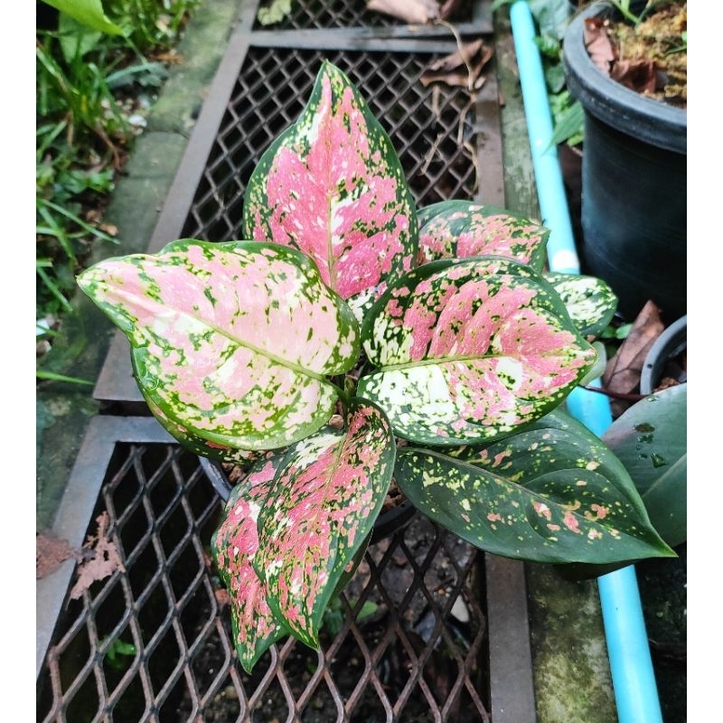 อโกนีมา อัญมณีสามสี (Tricolor Aglaonema)