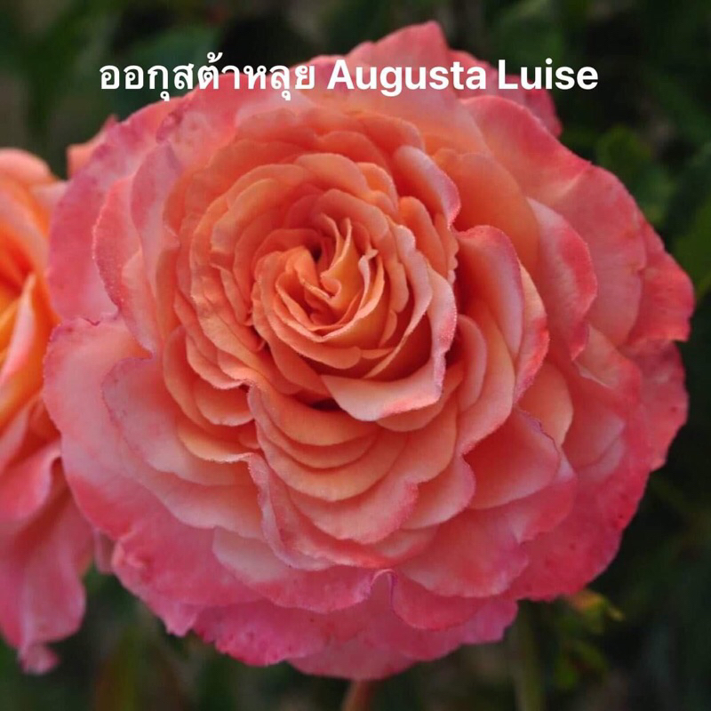 กุหลาบ-ออกุสต้าหลุย ”Augusta Luise“  หอมแรง ดอกใหญ่ บานทน เลี้ยงง่าย