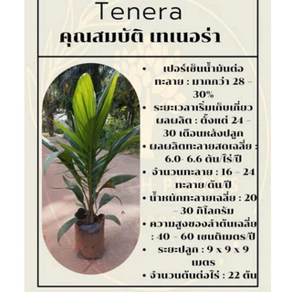 เมล็ดปาล์มTeneraเทอเนอร่าของแท้100%(💥รับประกันทุกเมล็ด💥)มีตราปั้มจำนวน50เมล็ดการันตีงอก💯มีเมล็ดแถม(มีใบรับรองสายพันธุ์ )