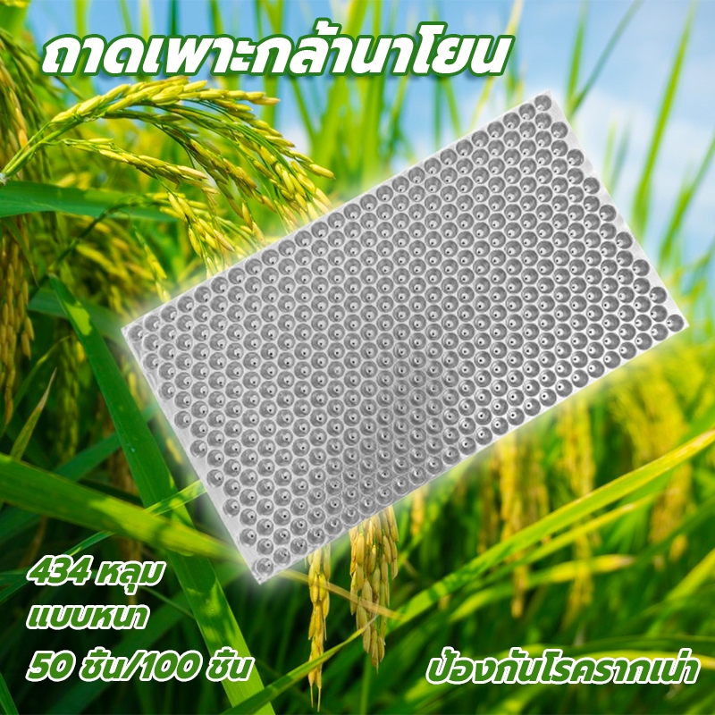 ถาดเพาะกล้านาโยน 434 หลุม50/100 ชิ้น (แบบหนา) มีรูระบาย เหนียว ทนทาน ใช้เพาะเมล็ดข้าว ถาดกล้านาโยน ป้องกันโรครากเน่า
