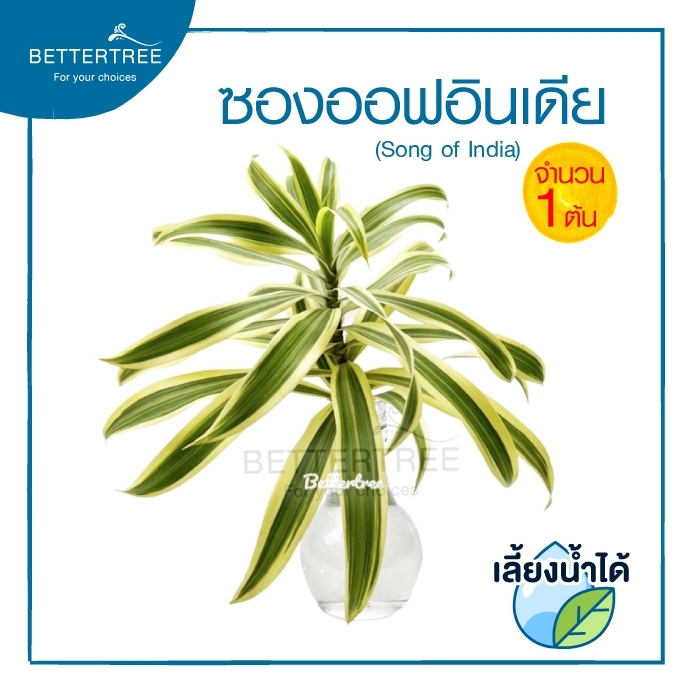 ซองออฟอินเดีย ( จำนวน 1 ต้น) Dracaena reflexa Lam. ‘Sons of India’ สามารถเลี้ยงน้ำได้ ต้นไม้