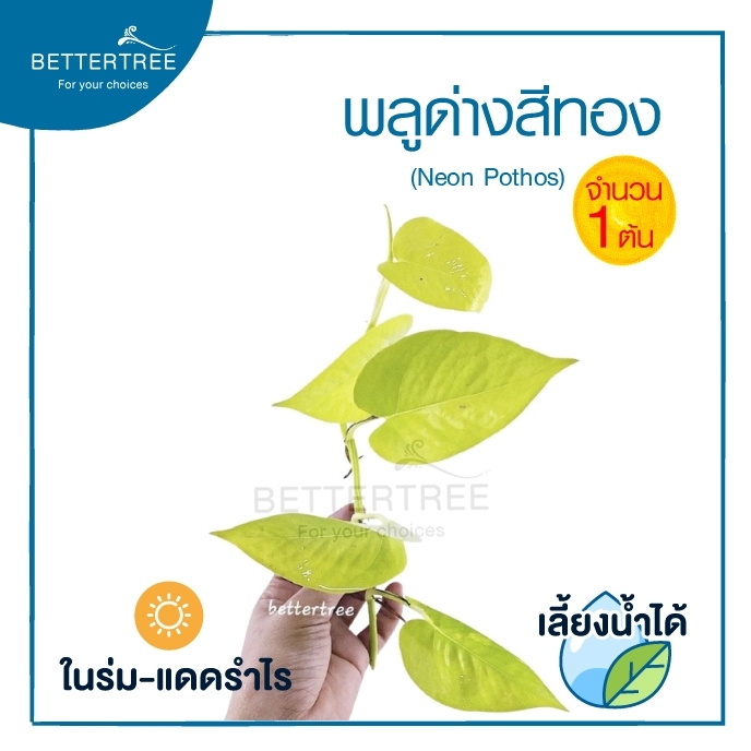 พลูด่างสีทอง (จำนวน 1 ต้น) ต้นไม้ฟอกอากาศ ต้นไม้ พลูด่าง พลูทอง พลูด่างเลี้ยงน้ำ plant