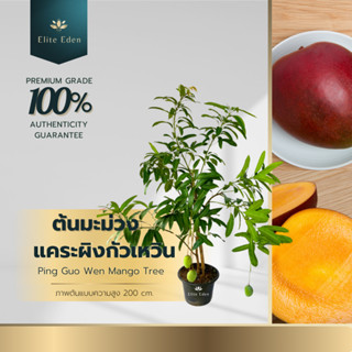 ต้นมะม่วงแคระผิงกัวเหวิน สูง 60-140 cm. (ต้นเล็ก) สูง 3-4 เม…