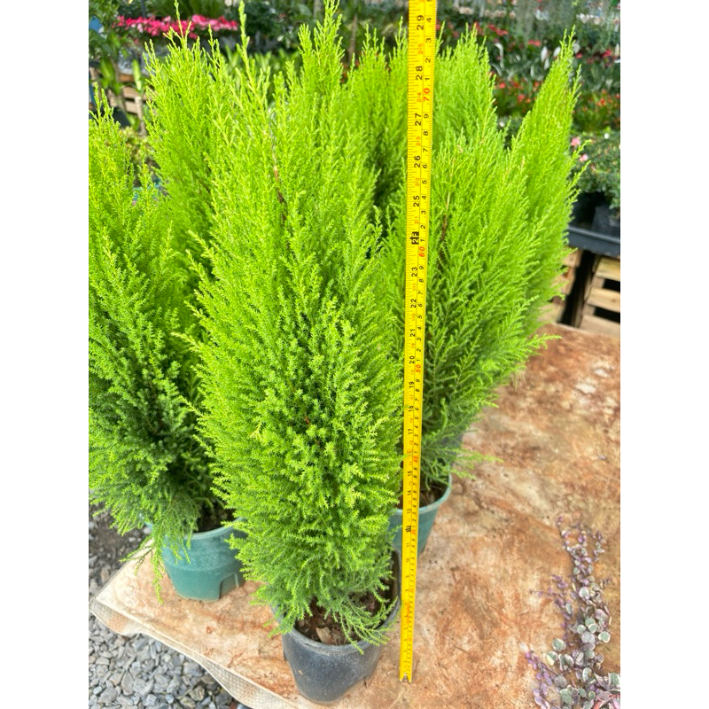 พร้อมส่1/11/25ต้นสนเลม่อน  LEMON CYPRESS สีใบเขียวอ่อน สนกลิ่นมะนาว ให้กลิ่นหอมอโรม่าช่วยให้ผ่อนคลาย
