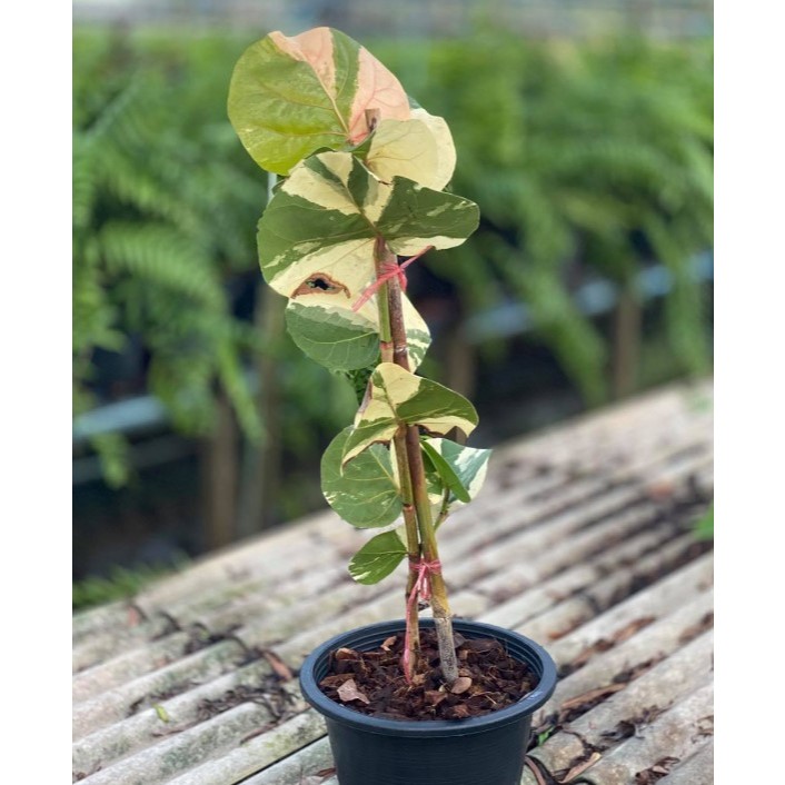 ต้นองุ่นทะเลด่าง Sea Grape Variegated ไม้ส่งเกาหลี ไม้ฟอกอากาศกินผลได้