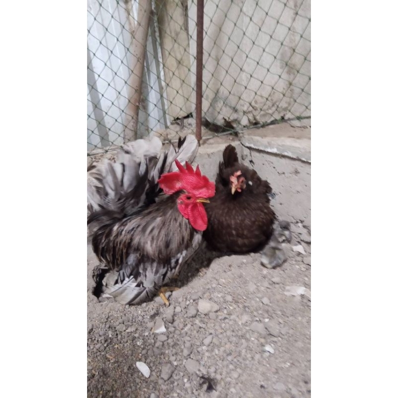 ไข่ไก่แจ้ลุ้นเชื้อ สีเทาเปอะ 1ชุด 5ฟอง