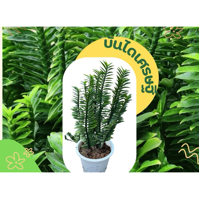 🌿TLP บันไดเศรษฐี ต้นไม้มงคล แบบกระถาง/กิ่งตัดสด