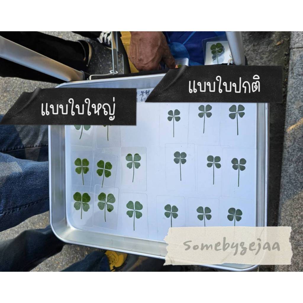 [สินค้าของแท้100% พร้อมส่ง] Clover leaf ใบโคลเวอร์ 4แฉก ของแท้จากเกาหลี พร้อมซองสีทอง (ใบปกติ / ใบใหญ่) ราคา ถูกที่สุด ดีลบีเคเค แกลเลอรีภาพที่ 2