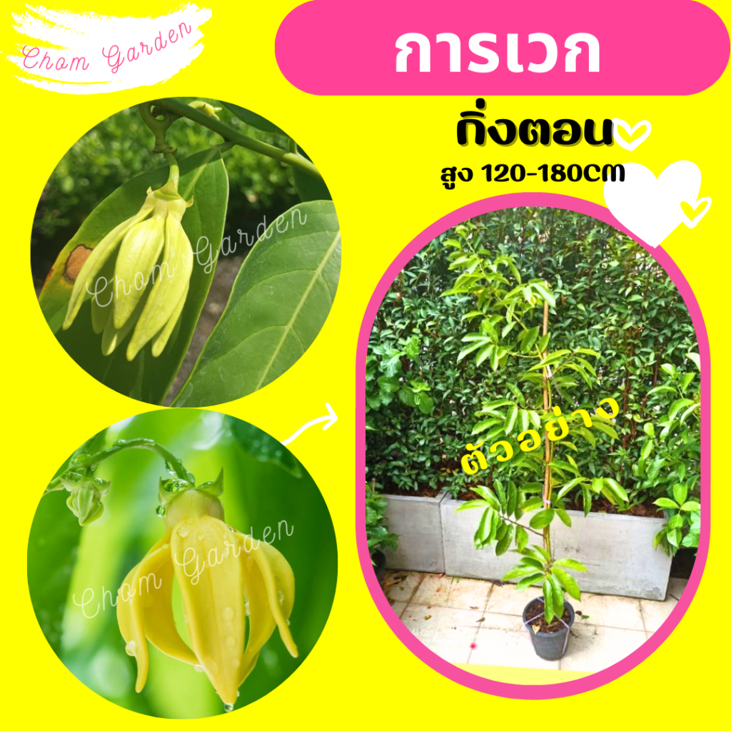 ต้นการเวก ไม้เลื้อย ดอกหอม