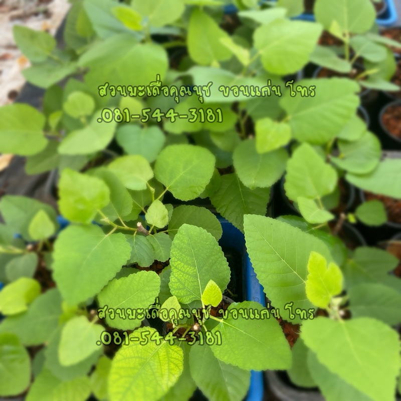 ต้นมะเดื่อฝรั่งอิรักกี้ กระถาง6“ iraqi figs tree 6” potted