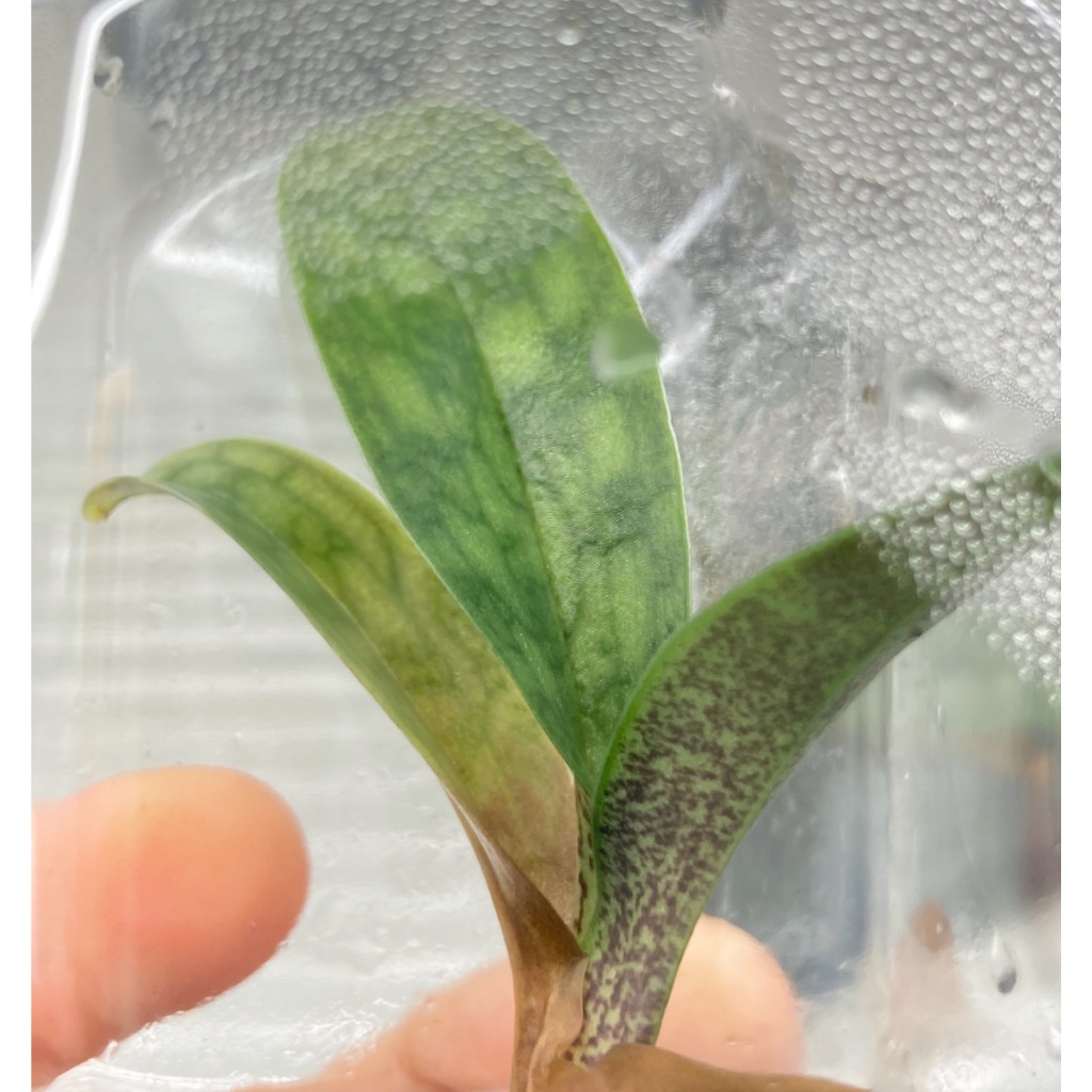 กล้วยไม้รองเท้านารี Paph.vietnamense '601' x Paph.vietnamense 'AC' | ไม้เนื้อเยื่อ