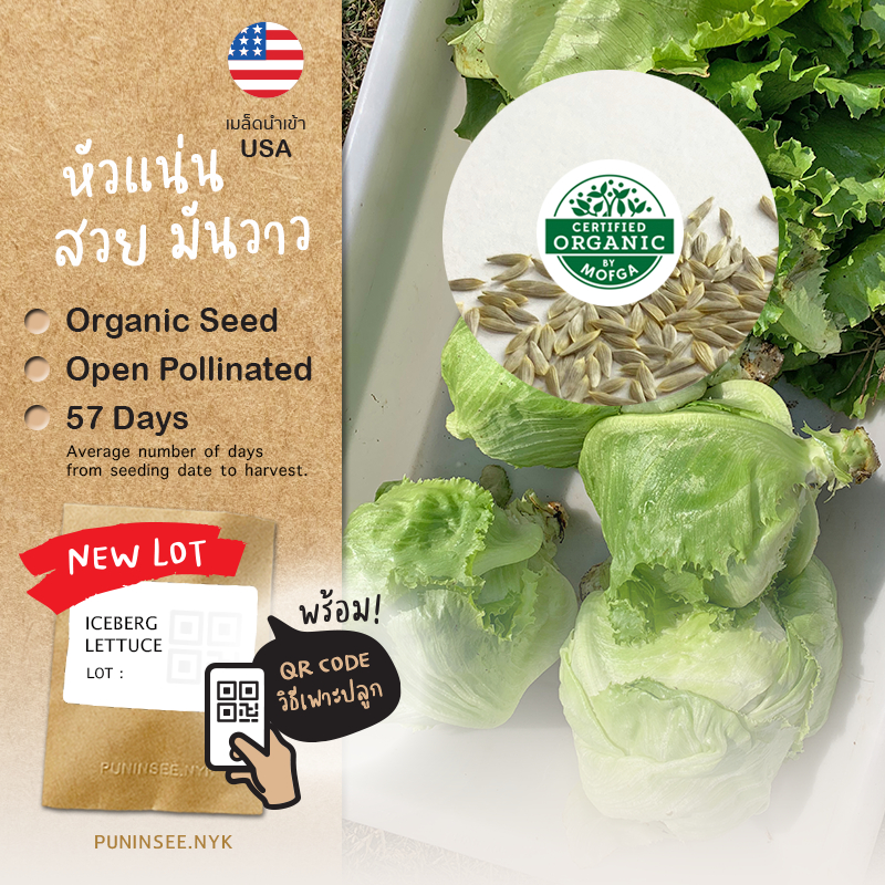 เมล็ดผักนำเข้า ผักกาดแก้ว Iceberg Lettuce (Organic Seed) Crisphead ไอซ์เบิร์ก Salad สลัดแก้ว