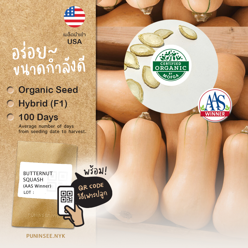 เมล็ดนำเข้า ฟักทอง บัตเตอร์นัท Butternut Squash (Organic Seed) AAS สายพันธุ์นี้มีรางวัล