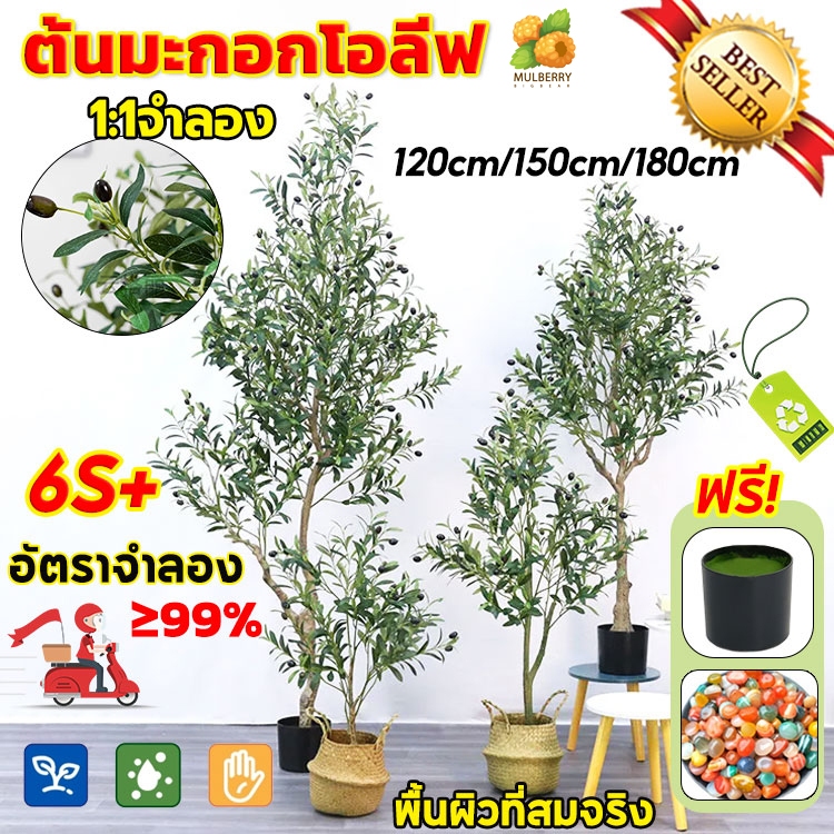 พร้อมส่งจากไทย ต้นโอลีฟ 120/150/180cm ต้นมะกอกปลอม พร้อมกระถางดำ ของแต่งบ้าน ลำต้นสีน้ำตาล ใบแน่นฟู ต้นมะกอกโอลีฟ