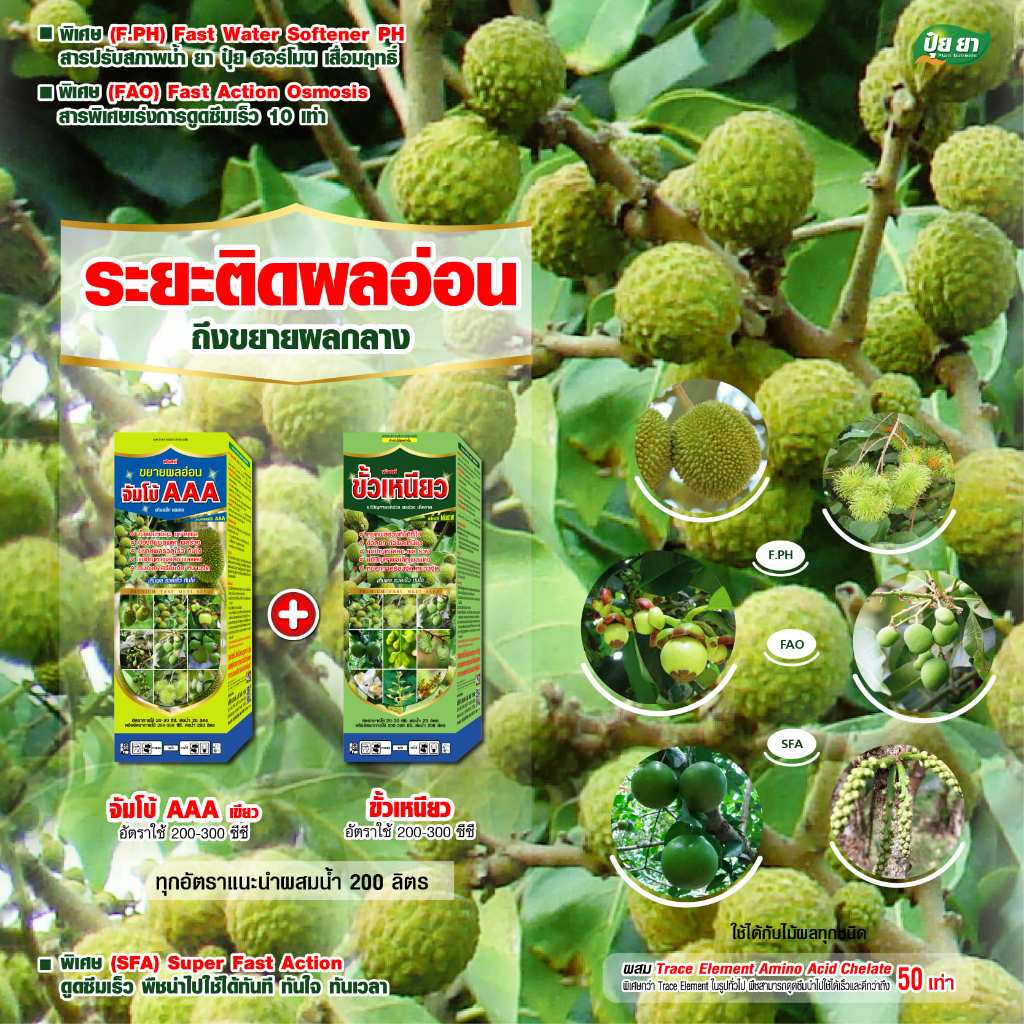ขั้วผลเหนียว ขยายผลอ่อน ลำไย สร้างเปลือก สร้างเนื้อ ป้องกันผลแตก ก่อนเม็ดในเปลี่ยนสี ปุ๋ยยา ชุดคู่ 1 ลิตร
