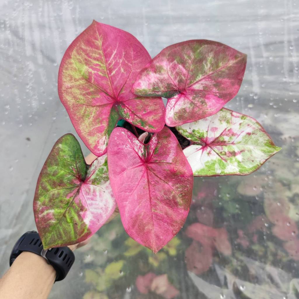 พลอยสมิหลา บอนสีด่าง บอนสีหวานๆ Caladium Ploysamilah