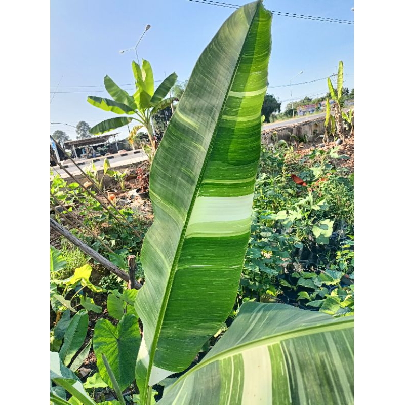 กล้วยปาปัวด่างขาว(Musa)