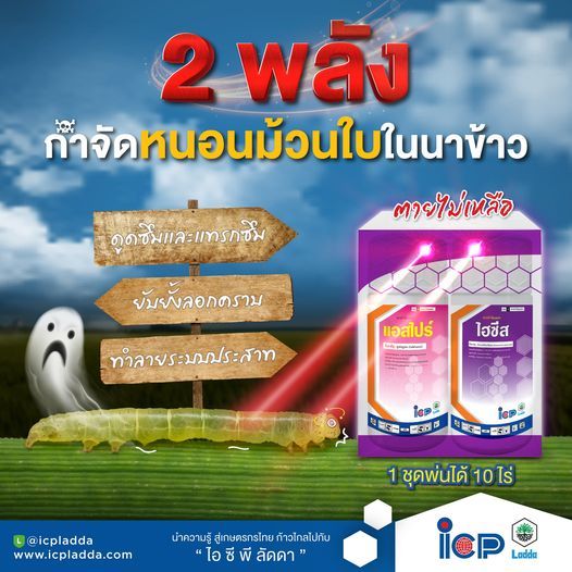 ชุดกล่องม่วงแอสไปร์ 60 ซีซี + ไฮซีส 60 ซีซี 1 ชุดใช้ได้ 8-10ไร่ กำจัดหนอนกอข้าว ม้วนใบข้าว กระทู้