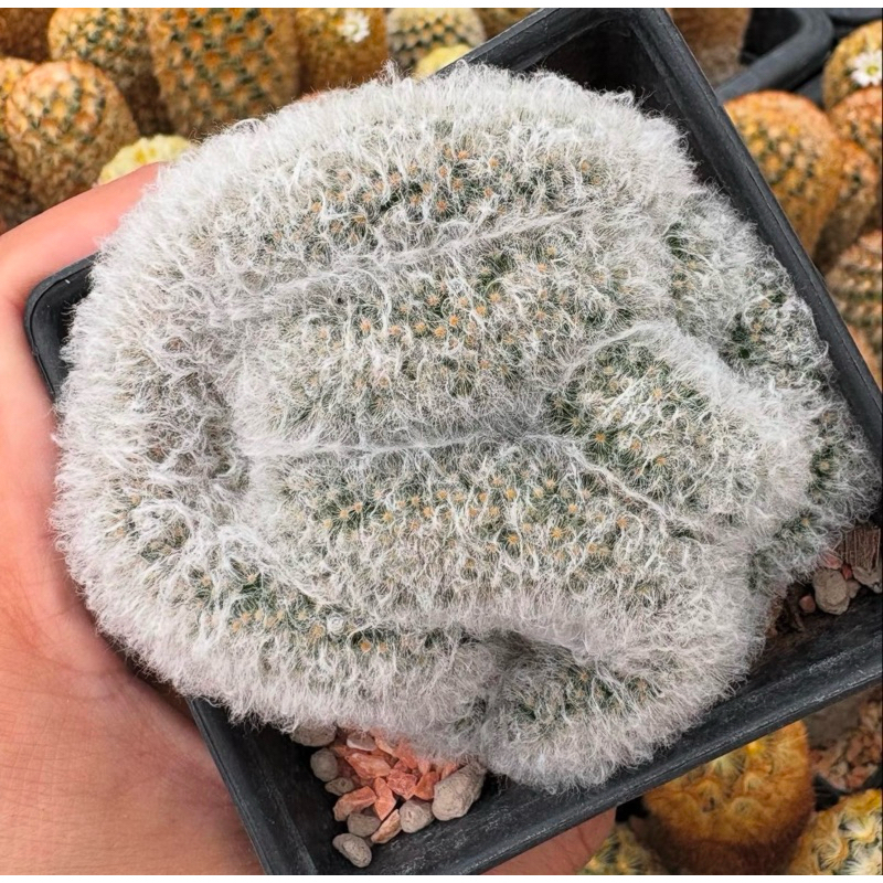 🐑 มุ้งมิ้งสุดๆ 🍭 Mammillaria Albicoma Cristata 🍭ขนแกะคริส ขนนุ่มนิ่ม ปุยแน่นขาว