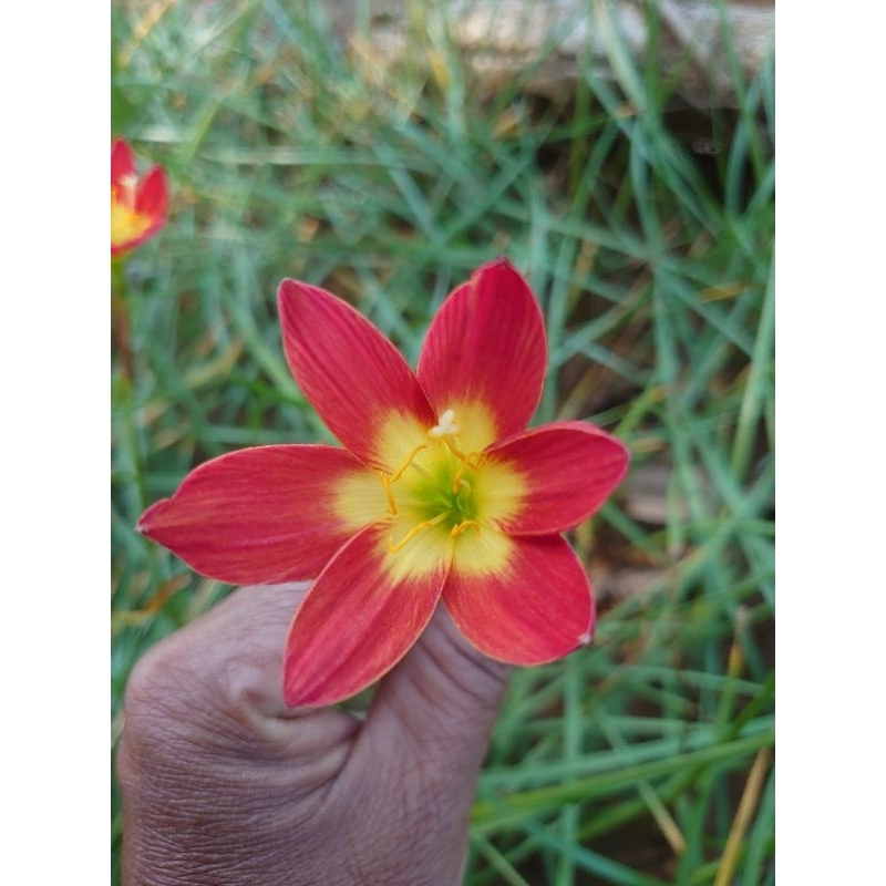 บัวดินสีแดง  เรด โซลิส.        z.Red Solis