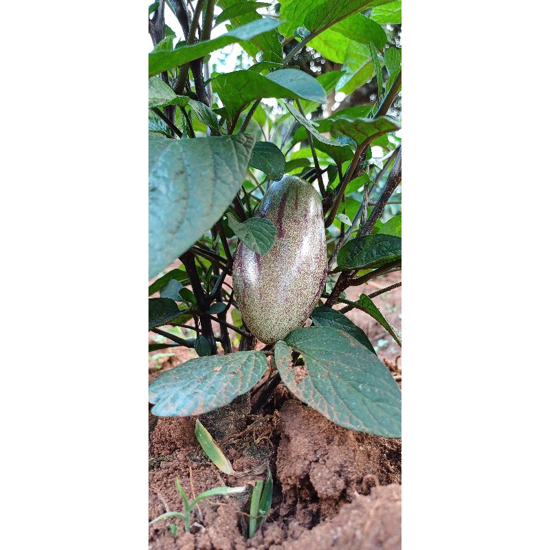 เปปิโนเมล่อนหวานอร่อยเหมือนเมล่อน 1 กิโล 3สี - รูปที่ 6