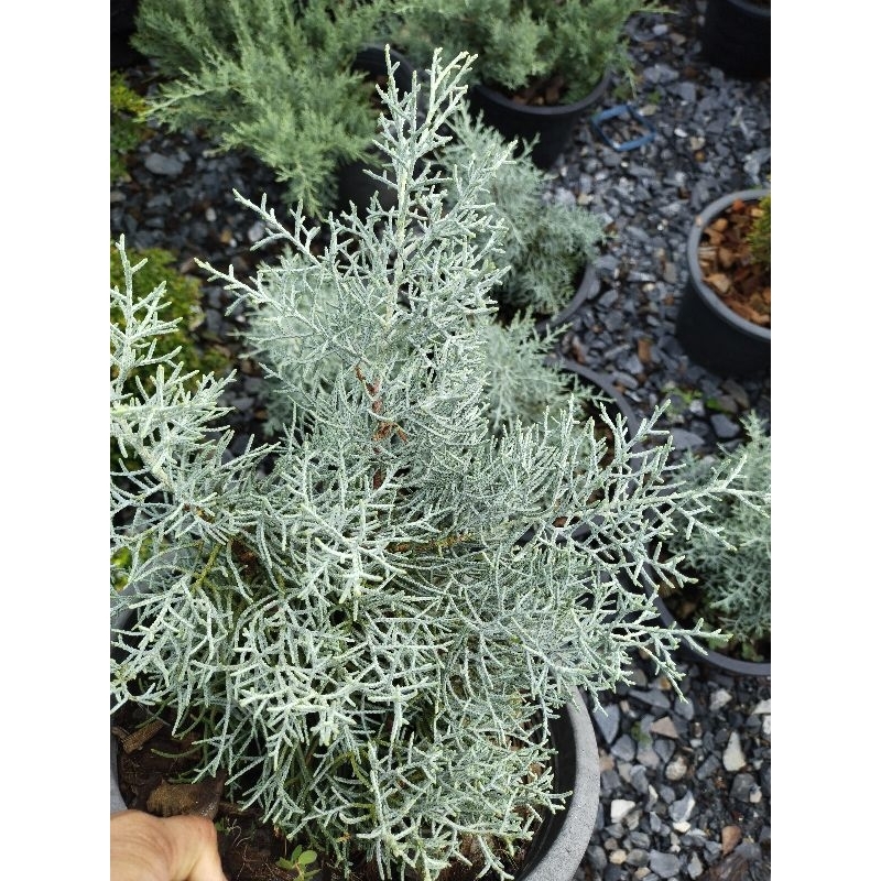 Blue Ice  สนบลู ไอซ์ ญี่ปุ่น Chamaecyparis lawsoniana (Murray) Parl. Blue Ice