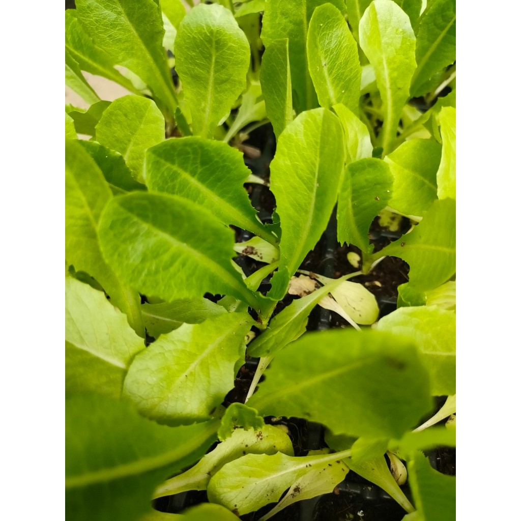 ต้นกล้า สลัด กรีนคอส พร้อมปลูก ต้นกล้าละ 10บาท ซื้อ 10แถม 2 กล้า ต้นแข็งแรงพร้อมปลูก