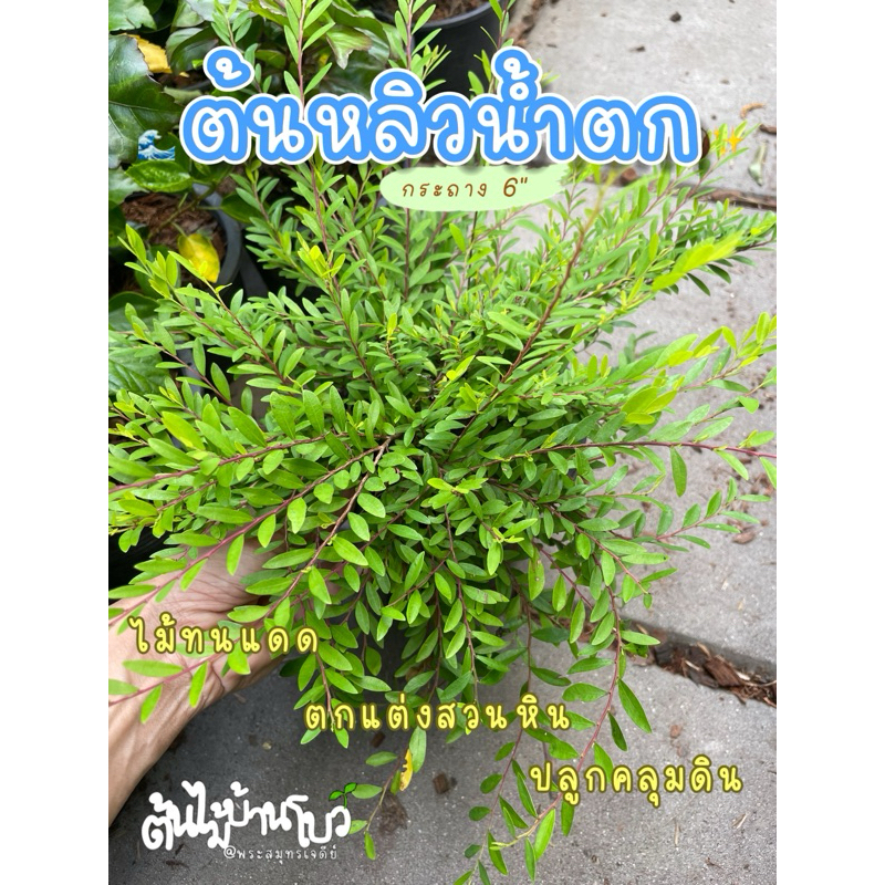 หลิวน้ำตก/หลิวใบ/หลิวเลื้อย กระถาง 5-6" ประดับสวนทนแดด