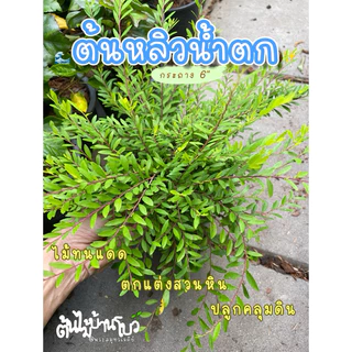 หลิวน้ำตก/หลิวใบ/หลิวเลื้อย กระถาง 5-6" ประดับสวนทนแดด