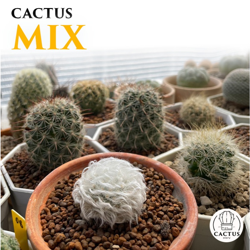 รวมแคคตัสหลากหลายสายพันธุ์ Cactus Mix