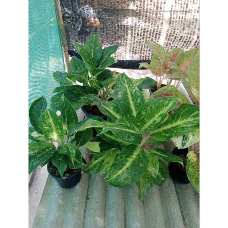 อโกลนีมา -​ ซันดรอป (ติดเขียว)