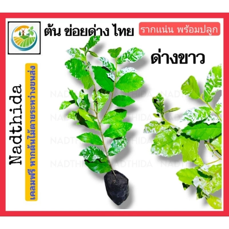 Nadthida ต้นข่อยด่างไทย ต้นข่อยด่าง ข่อยด่าง กล้าไม้พร้อมปลูก