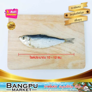 ปลาหลังเขียวแห้ง ถอดเกล็ด ปลากุแลตากแห้ง ปลาแดดเดียว ไร้เกล็ด (ตากแห้ง) ขนาดปานกลาง (ปลาหลังเขียวเค็ม ปลาเค็มไม่มีเกร็ด