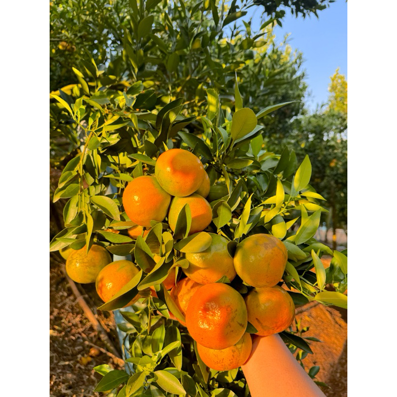 รูปภาพ 8