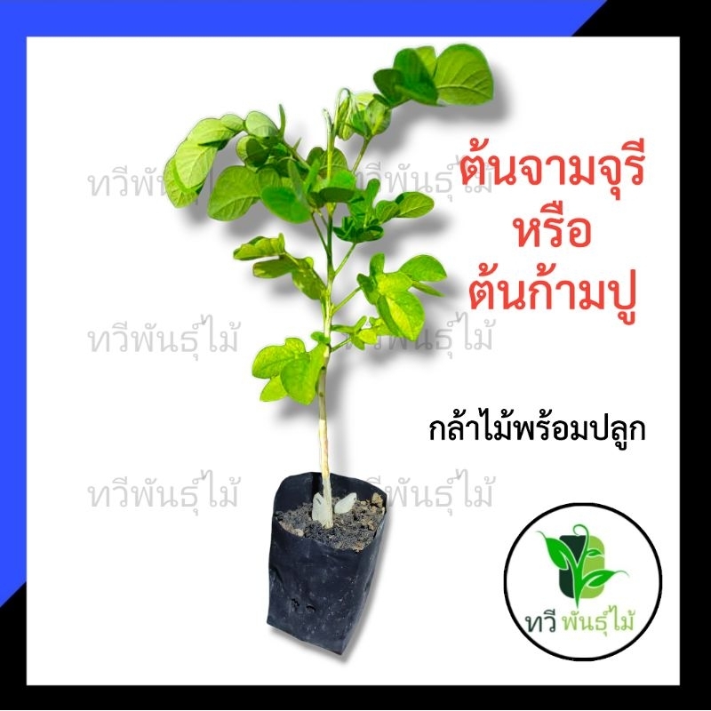 ต้นจามจุรี  หรือ ต้นก้ามปู กล้าไม้พร้อมปลูก  ไม้เศรษฐกิจ ไม้ป่า ใบสามารถทำปุ๋ยได้ TAWEE PANTMAI