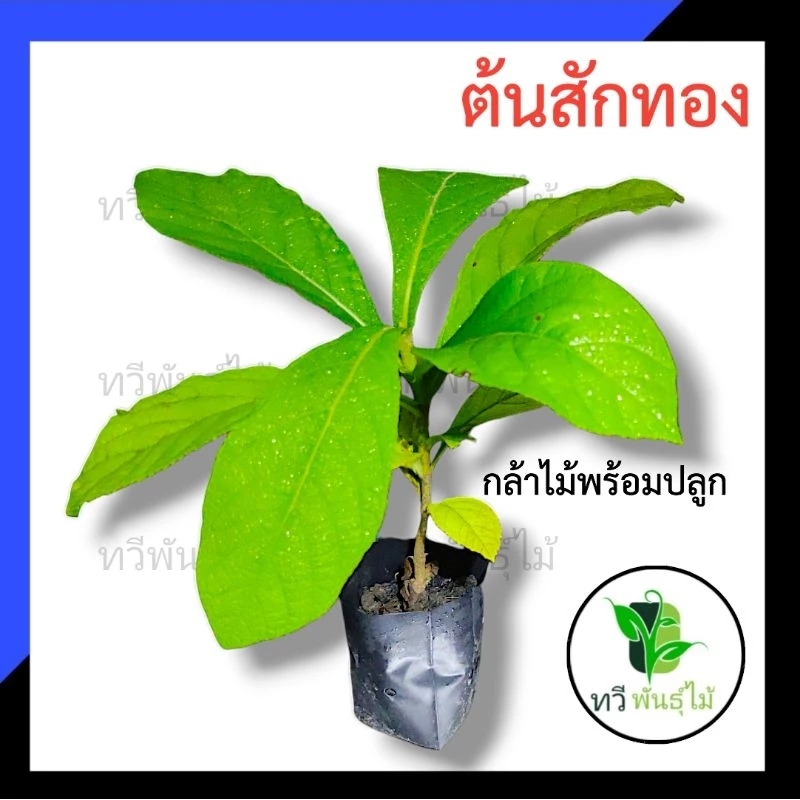 ต้นสักทอง กล้าไม้ป่าไม้เศรษฐกิจ สักทอง ต้นไม้แข็งแรง พร้อมส่ง เสียหายระหว่างขนส่ง ทางร้านพร้อมรับผิดชอบ